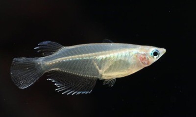 oryzias dancena (Indian lamp eye ) Fish | Planted tank fish | Each