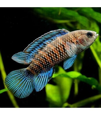 badis badis chameleon blue Fish | 2" | Each