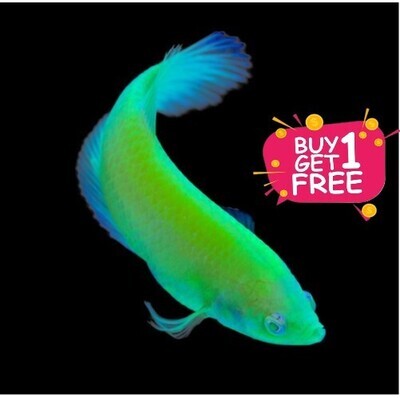 FLUORESCENT  green Betta fish juvenile l Buy 1 Get 1 | LUNG FISH adult