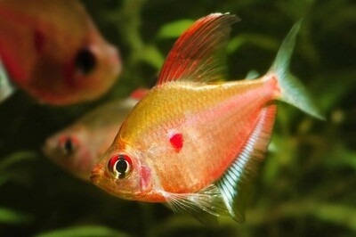 Aquarium Live Fish | Bleeding heart tetra Fish | Single