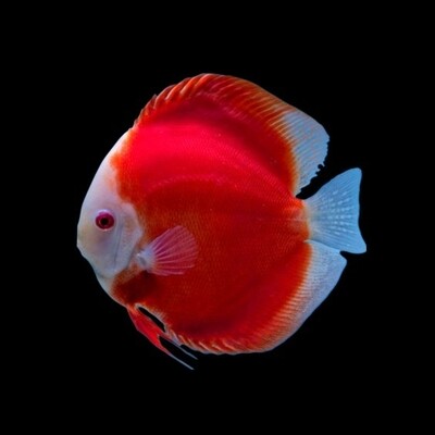 Royal Red Ruby Discuss Fish | 8-9 CMS | Each Royal Red Ruby Discuss Fish | 8-9 CMS | Each