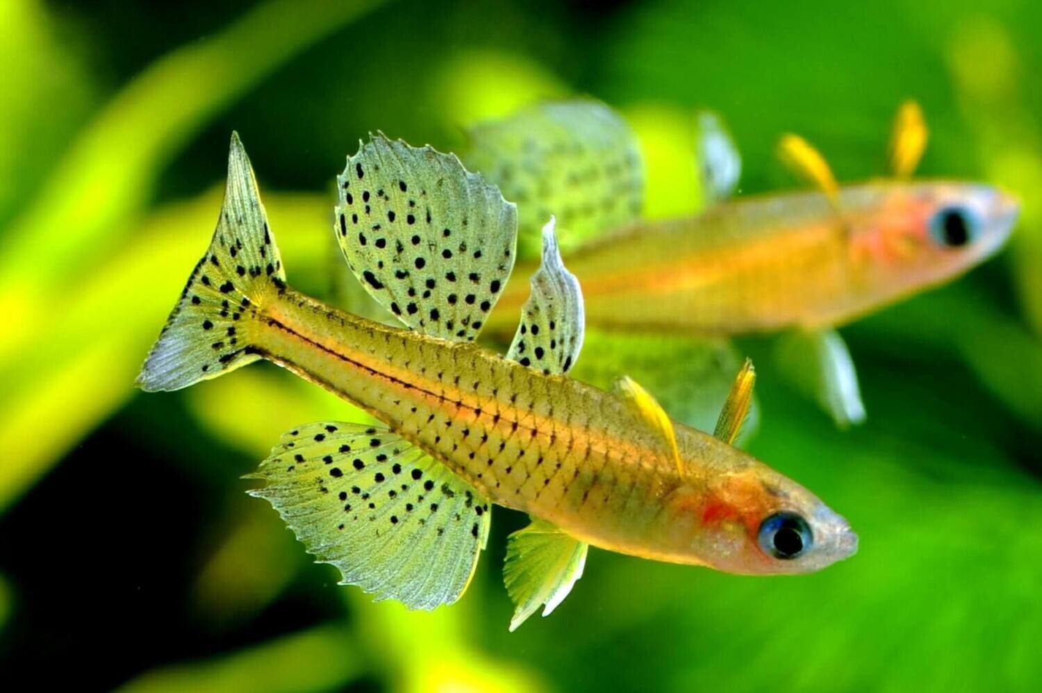 Spotted Blue Eye Rainbowfish pair (Pseudomugil gertrudae) adult