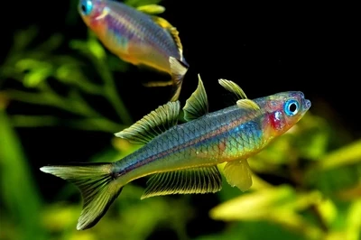 FORK TAIL RAINBOW TETRA FISH | Pair FORK TAIL RAINBOW TETRA FISH | Pair