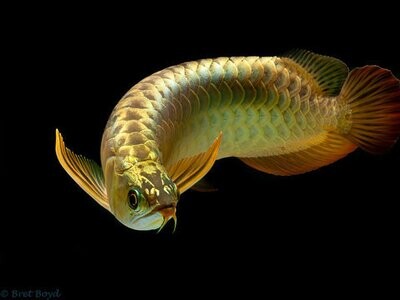 24K Golden Arowana Fish | 8 inches to 9 inches 24K Golden Arowana Fish | 8 inches to 9 inches