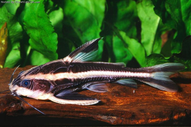 Striped Raphael Catfish talking cat choco cat Size 2" to 2.25