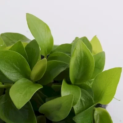 ADA MK052 Anubias Barteri var ' Nana Gold' ADA MK052 Anubias Barteri var ' Nana Gold'