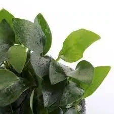 ADA MK055 Anubias Barteri var 'Nana petite' ADA MK055 Anubias Barteri var 'Nana petite'
