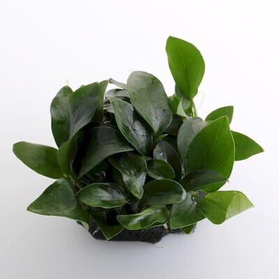 ADA MK050 Anubias barteri var. nana ADA MK050 Anubias barteri var. nana