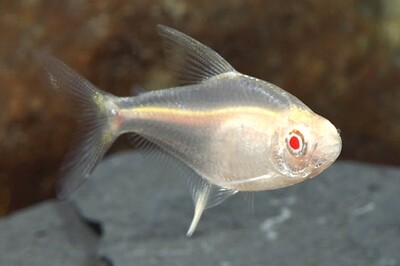 albino pristella tetra fish | Each