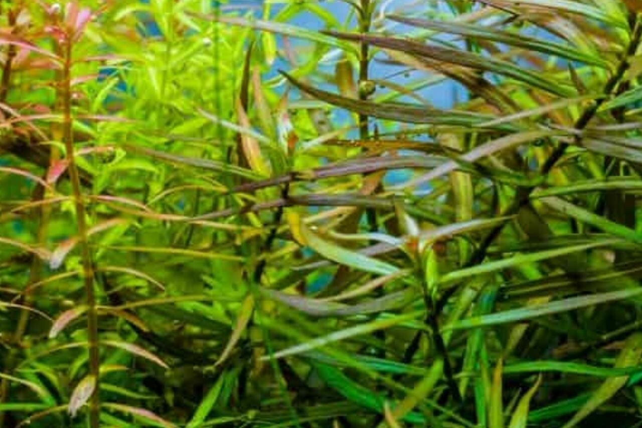ADA IC001 Ludwigia arcuata narrow leaf Aquarium Live Plant