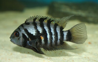 Aquarium Live Fish | Blue Convict cichlid | Size 1 Inch to 1.5 Inch | Single