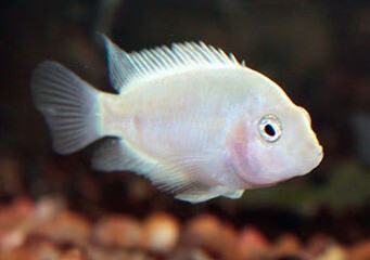 Aquarium Live Fish | White Convict cichlid | Size 1 Inch to 1.5 Inch | Single