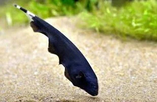 Black Ghost Fish 8 9 inches