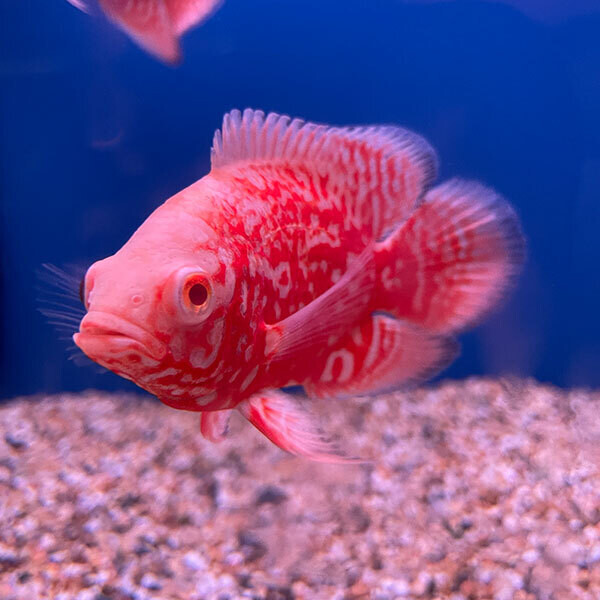 red oscar fish