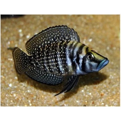 Aquarium Live Fish | Calvus Cichlid | Single | 1.25" to 1.5" |