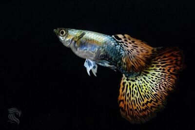 RED DRAGON GUPPY FISH |  Male &  Female