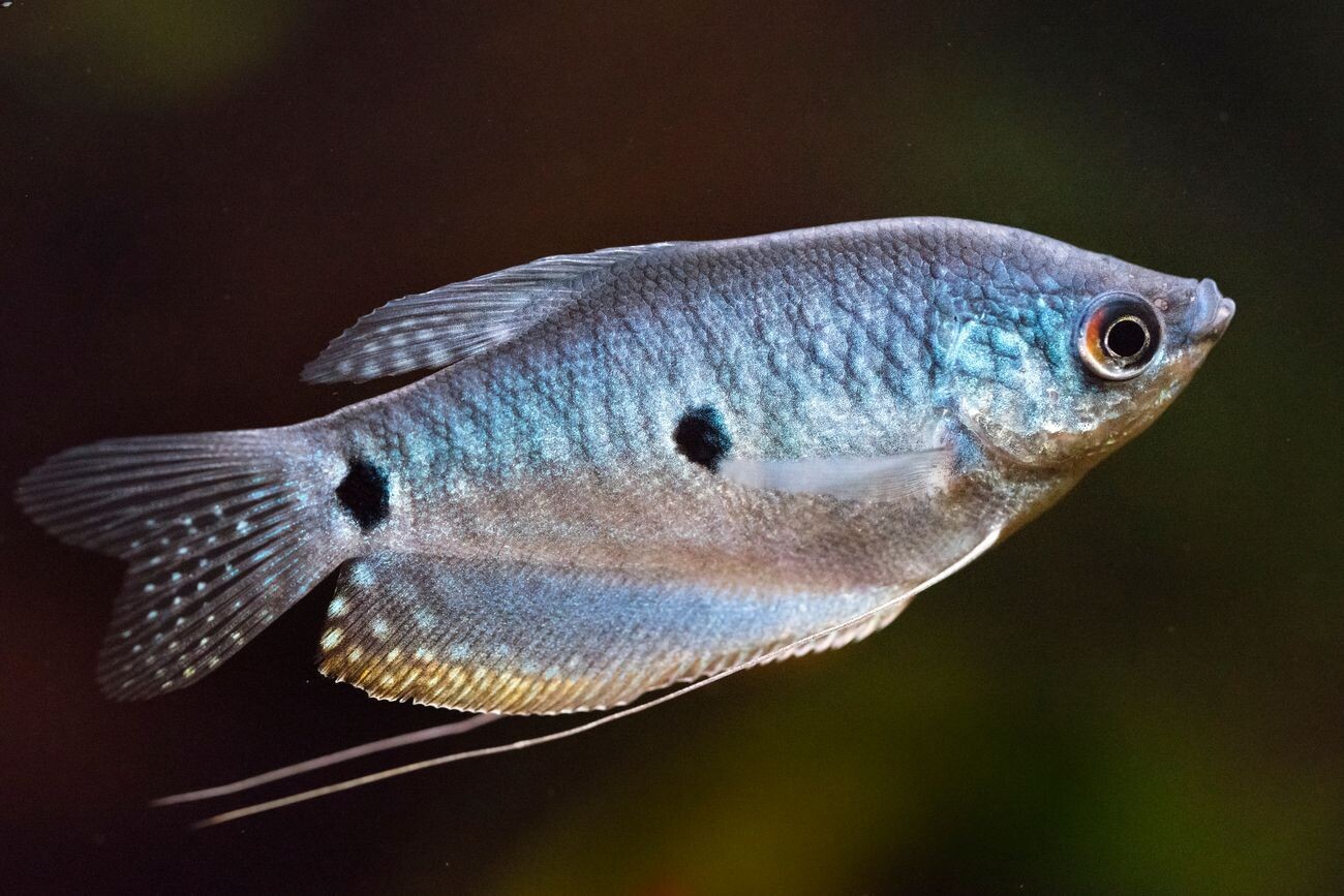 Blue gourami fish | Adult | Each