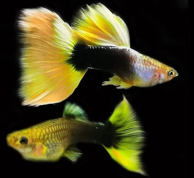 YELLOW TAXI GUPPY FISH |  Male &  Female