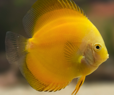 Aquarium Live Fish |  Golden Yellow Discuss Fish | 5 to 6 CM | Single