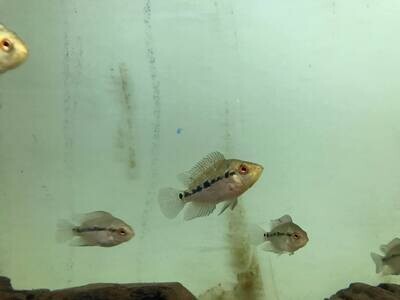 Aquarium Live Fish | Flowerhorn SRD | 2 - 3 CM