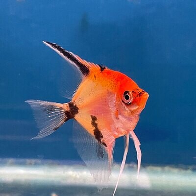Red Devil Angel Fish | 2-2.5 inch | Each
