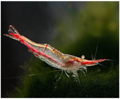 Red Nosed Shrimp | Live | Freshwater | Aquarium Shrimp