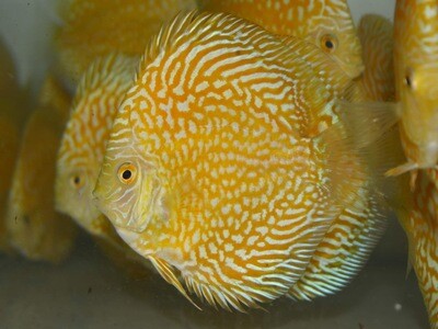 YELLOW Checkerboard Discuss Fish | 5-6 CM | Each YELLOW Checkerboard Discuss Fish | 5-6 CM | Each