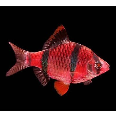 Aquarium Live Fish | Red Tiger Barb Fish | Each