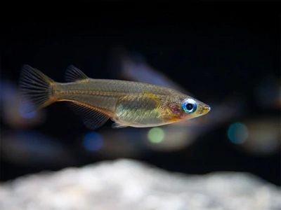 oryzias dancena (Indian lamp eye ) Fish | Planted tank fish | Each