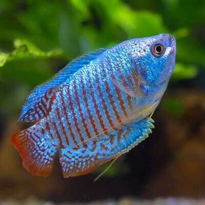 Neon-royal-BLUE-dwarf-gourami | Pair | LUNG FISH