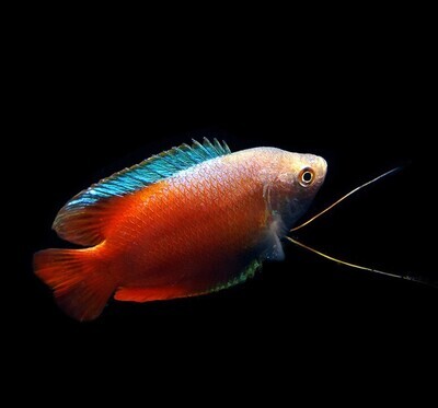 Neon-royal-red-dwarf-gourami | Pair | LUNG FISH