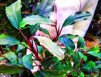ADA IC136 Bucephalandra Maestro Blue ADA IC136 Bucephalandra Maestro Blue