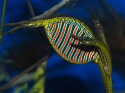 rainbow belly pipefish | Avatar fish | single | LUNG FISH