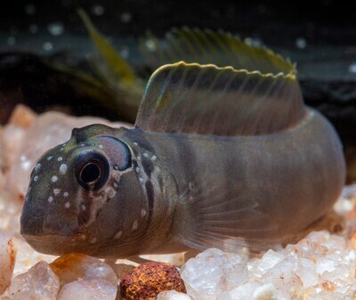 omobranchus smithi horned blenny | Single omobranchus smithi horned blenny | Single