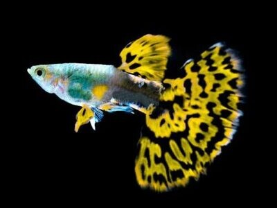 yellow mosaic Guppy Fish | Male & Female