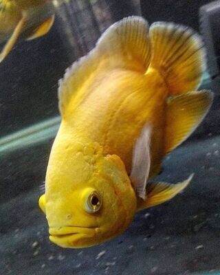 Lemon yellow Oscar Fish | Size 2-2.5 Inch | Single
