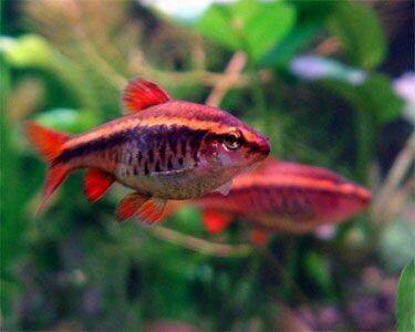 Red Cherry Barb | EACH