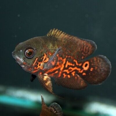 Black tiger Oscar Fish | Size 2-2.5 Inch | Single