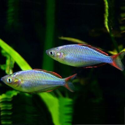 Neon Rainbow fish | Single | 3-4 cms
