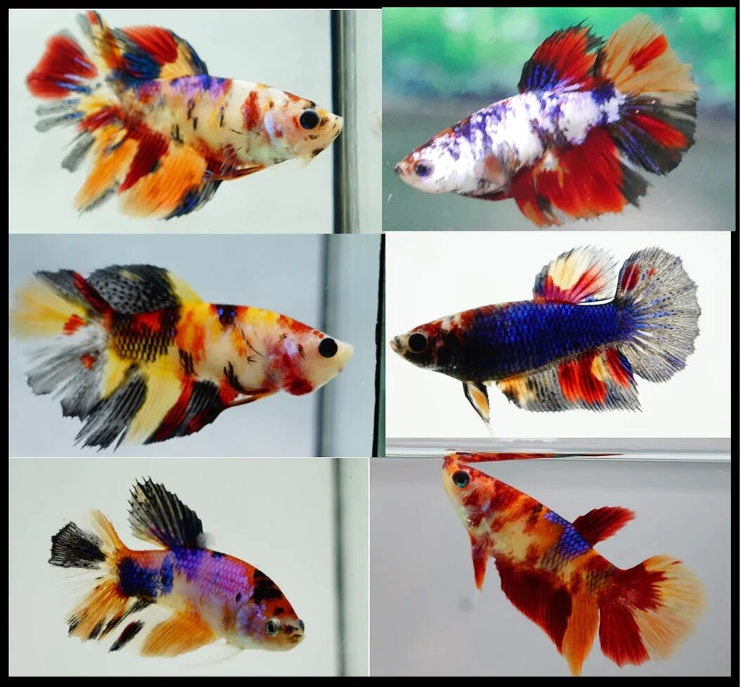 Candy betta cheap fish