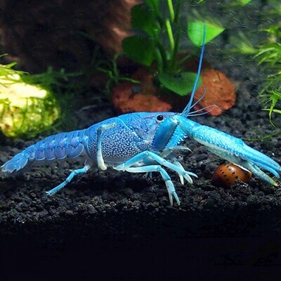 Blue CRAYFISH | LOBSTER | Tropical Fish | Small
