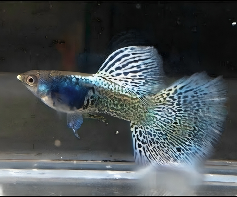 Albino metal snake skin yellow lace Guppy Male & Female