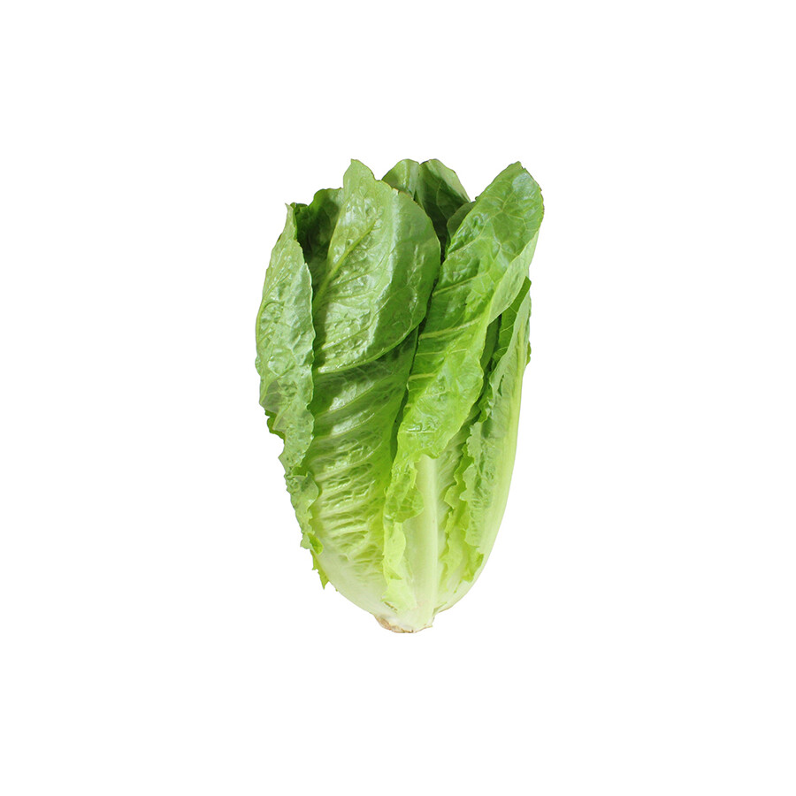 Romaine Lettuce - Organic - Local - per head