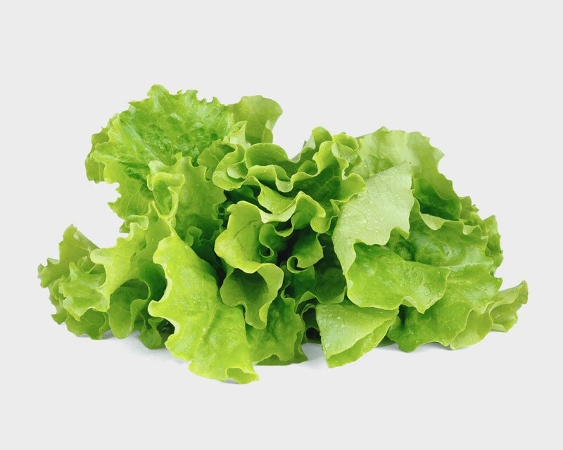 Lettuce  - Hydroponic - Moonflower, Houston