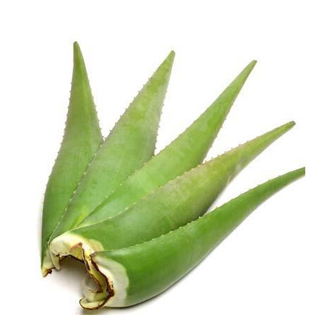 Aloe Vera Leaves