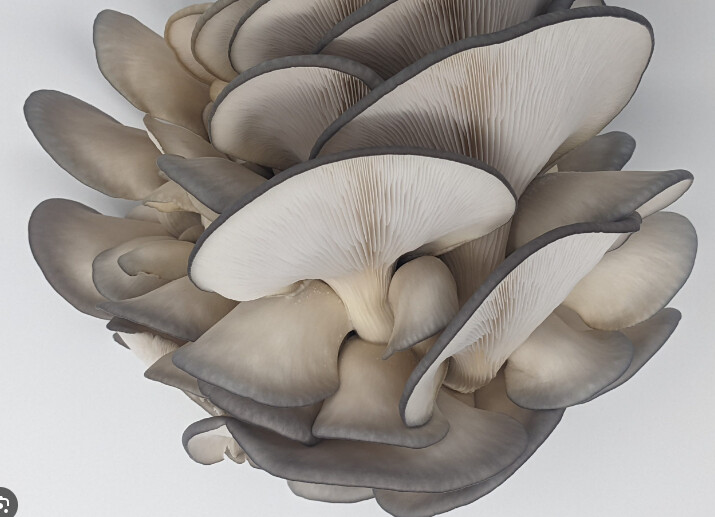 Oyster Mushroom - Hi-Fi Mycology Farm - per pound