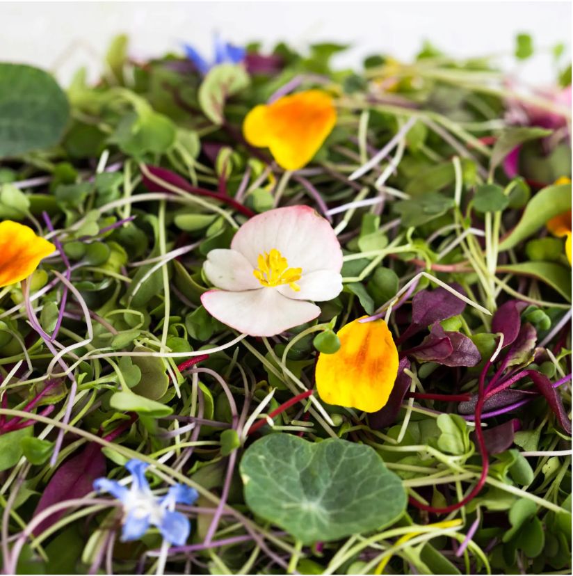 Microgreens - Zero Point Organics -  4 oz, Type: Garden Floral Mix
