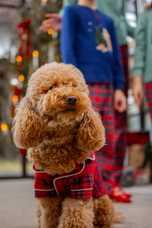 Pigiama per animali domestici in caldo cotone Noi di Notte Pigiama per animali domestici in caldo cotone Noi di Notte