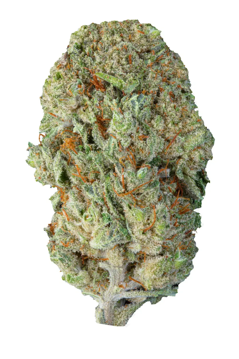 Mango Kush &quot;Frau Knolle&quot; CBD 16% pro Gramm