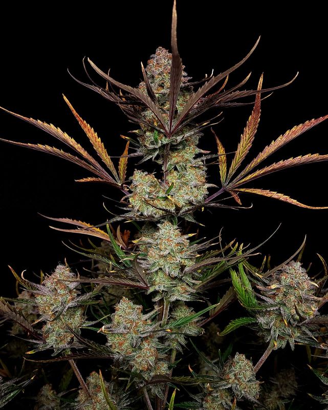 Apple Strudel Auto™ - 420Fastbuds - 3 Seeds